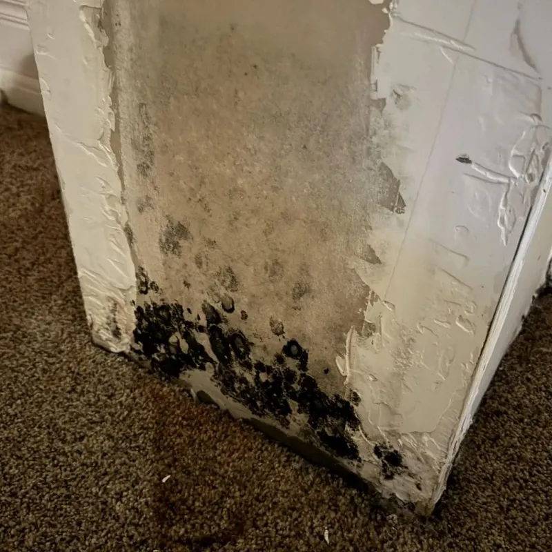 Professional Mold Removal in Upland, IN